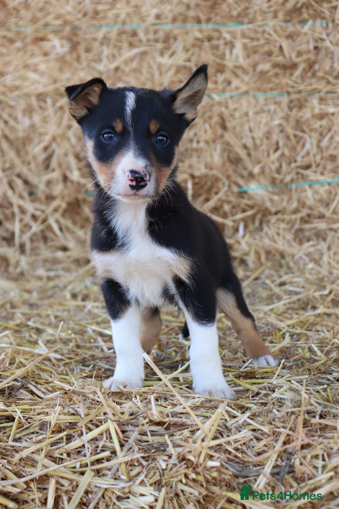 Border Collie dogs for sale: Beautiful Collie Puppies For sale - Image 6