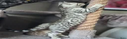 Bengal cats for sale: Gorgeous Health Tested Bengals  in Congleton - Advert 13