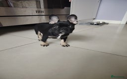 French Bulldog dogs for sale: Molly - Image 3