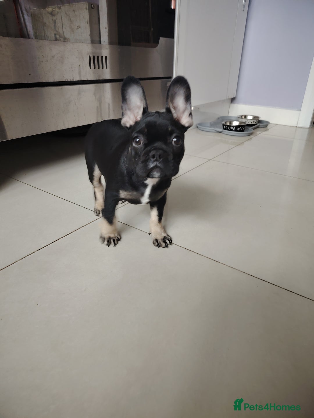 French Bulldog dogs for sale: Molly - Image 3
