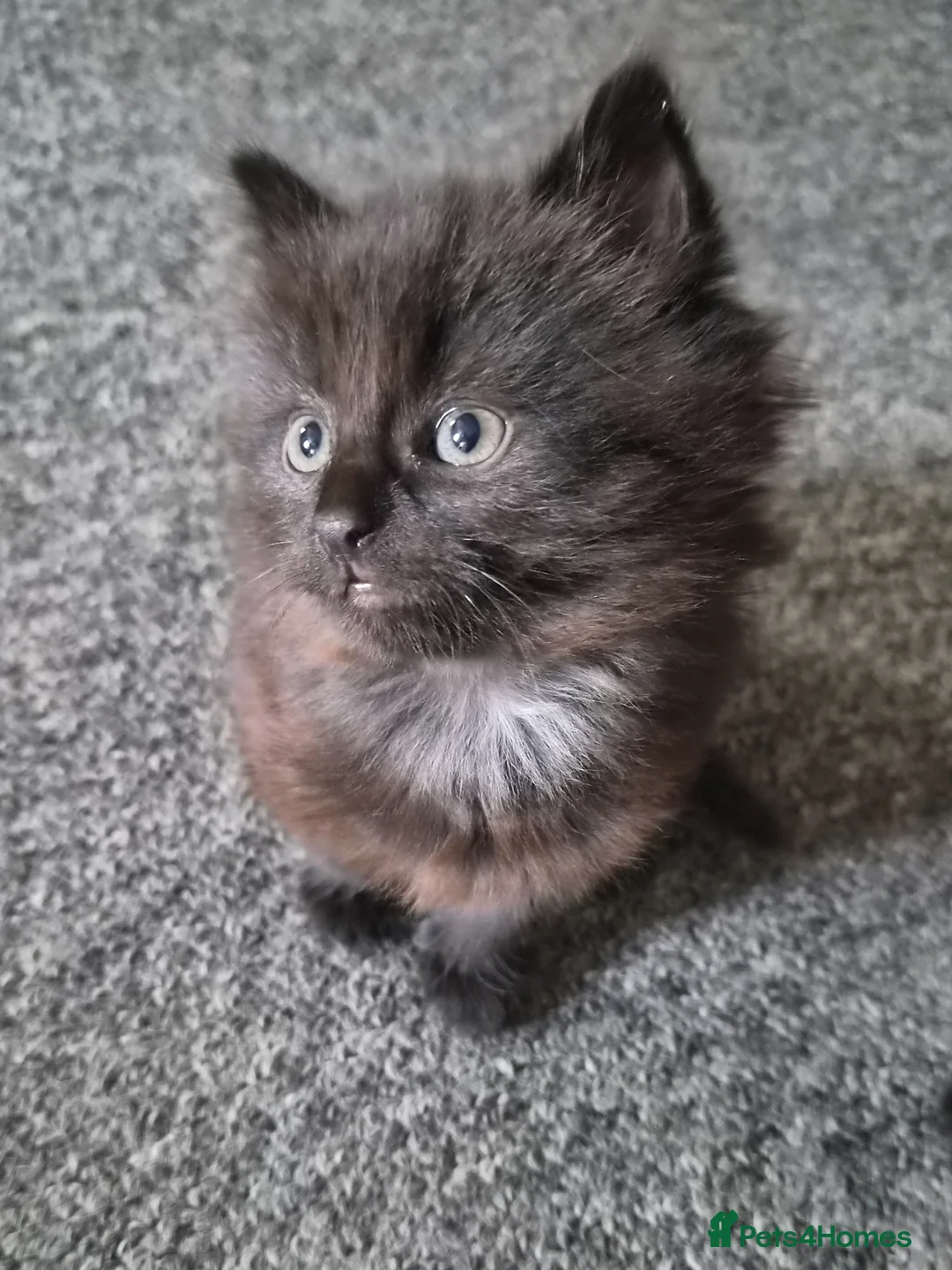 Mixed Breed cats for sale: 2 Lovely mixed breed part Ragdoll kittens  in Colchester - Advert 2