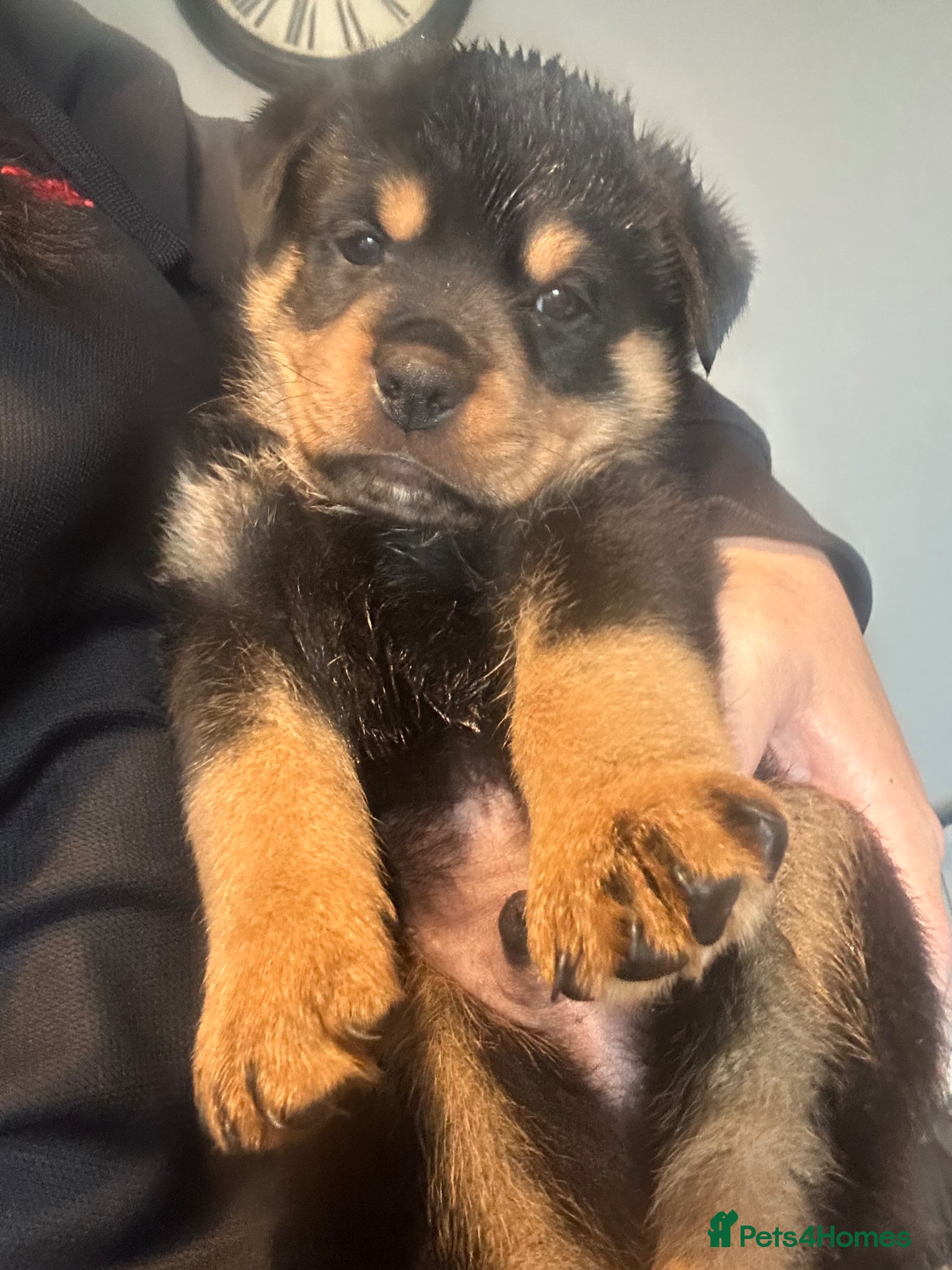 Rottweiler dogs  *only 4 * ready soon! Beautiful rottweiller pups - Advert 17