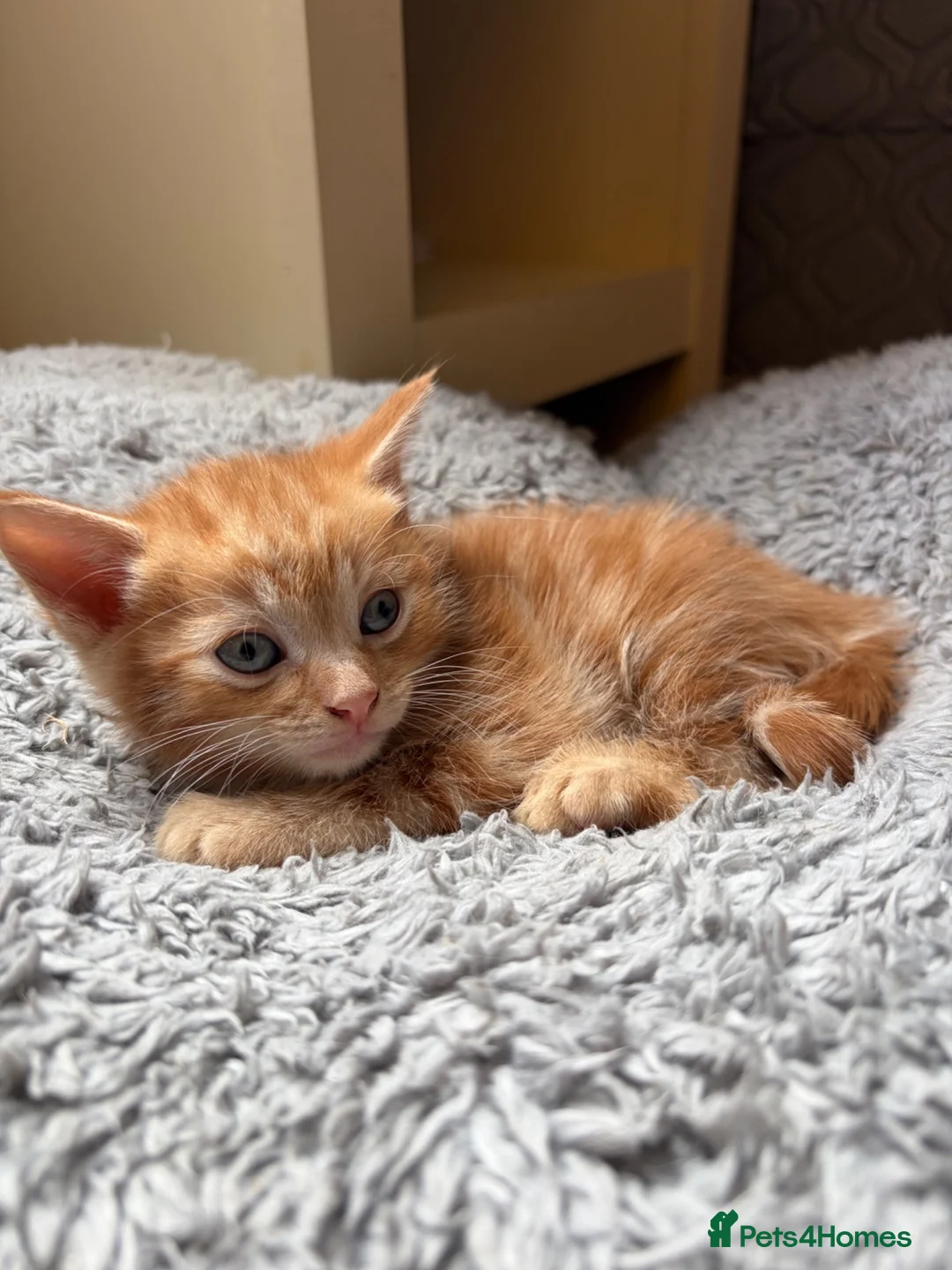 Mixed Breed cats for sale: KITTENS FOR SALE  in Ebbw Vale - Advert 2