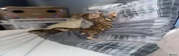 Bengal cats for sale: Pure bengal  - Advert 27