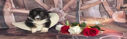 Australian Shepherd dogs for sale: Australian shepherds  - Advert 24