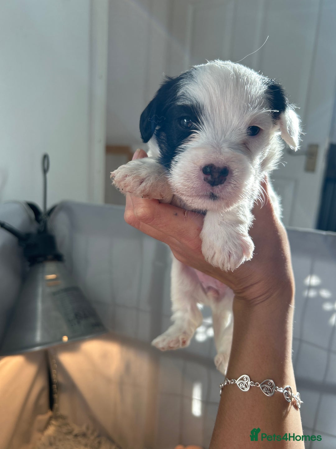 Sealyham Terrier dogs for sale: Sealyham terrier crosses 1 boy available  - Advert 12