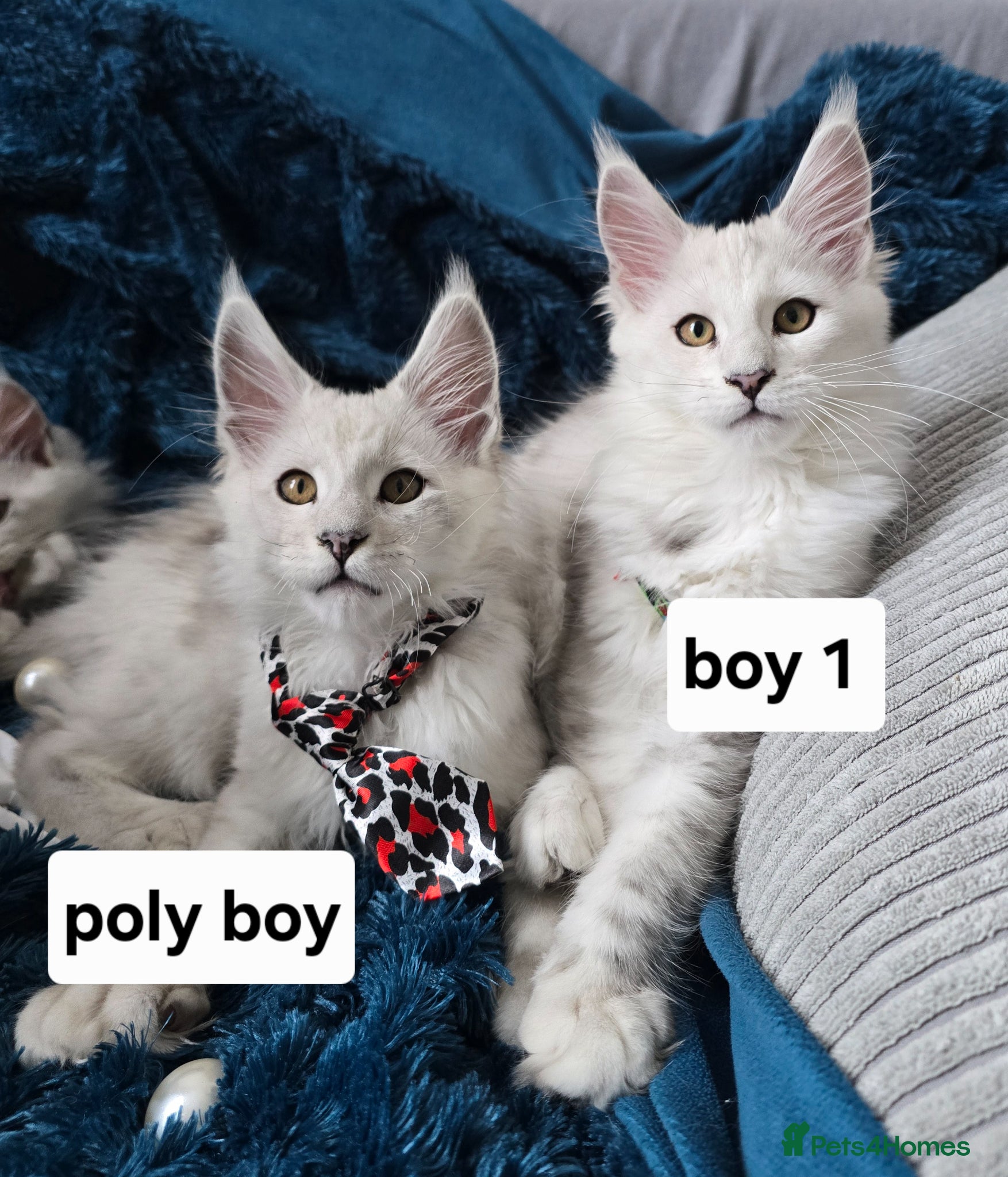 Maine Coon cats Shaded kittens  - Advert 1