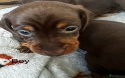 Miniature Dachshund dogs for sale: 1 girl & 3 boys ready Now Mini Dachshunds  - Image 22
