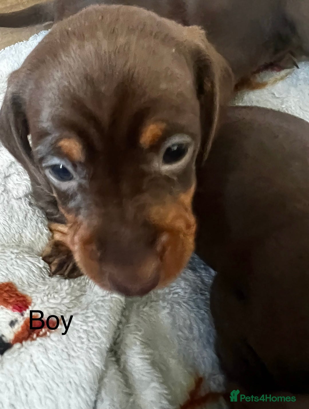 Miniature Dachshund dogs for sale: 1 girl & 3 boys ready Now Mini Dachshunds  - Image 22