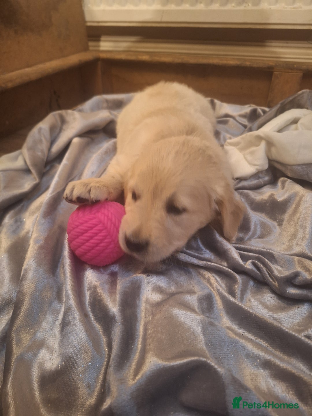 Golden Retriever dogs for sale: ⭐️⭐️Gorgeous White Golden Retriever Pups⭐️⭐️ - Advert 14