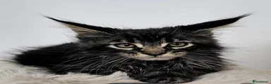 Maine Coon 2