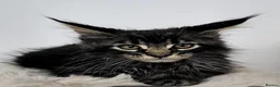 Maine Coon cats for sale: Gorgeous maine coon kittens Tica registered  - Advert 22