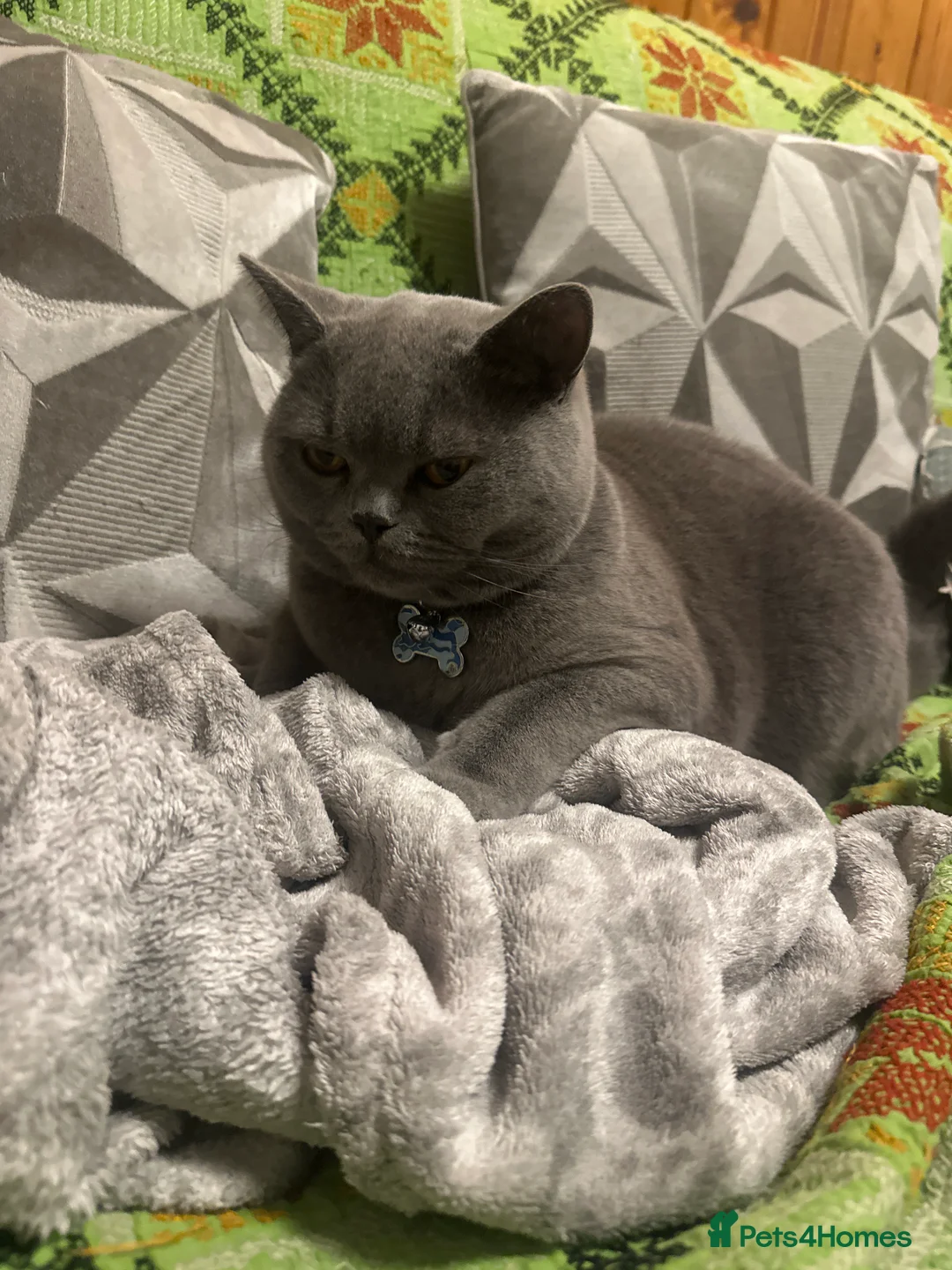 British Shorthair cats for sale: British shorthair  - Advert 1