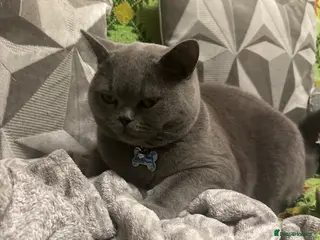 British Shorthair cats British shorthair - Advert 1