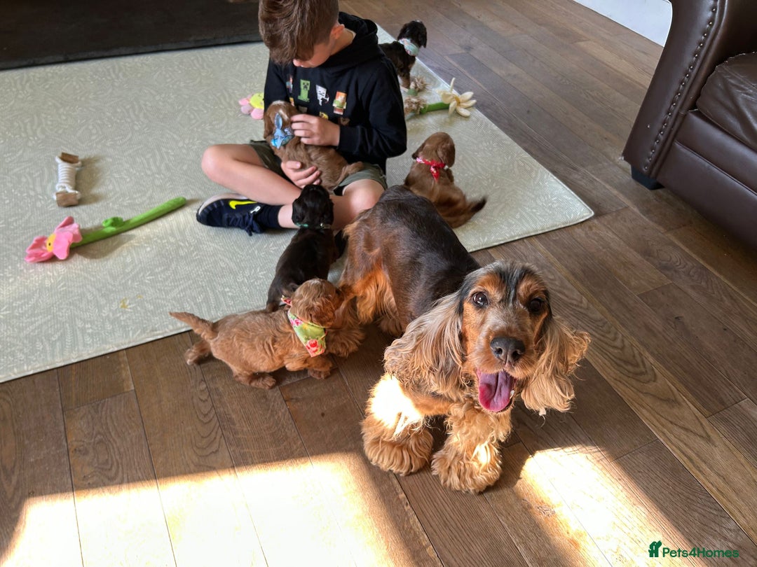 Cockapoo dogs for sale: Cockapoo puppies - Image 11