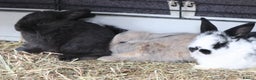 Mixed Breed rabbits for sale: Beautiful bunny's  - Advert 4