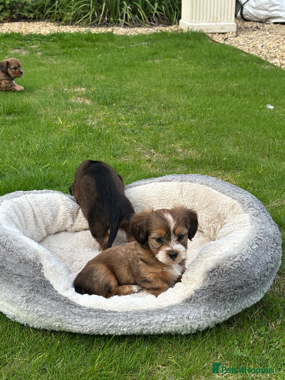 Mixed Breed dogs for sale: Shichi X mini Dachshund female pups 🐶💕 - Image 2