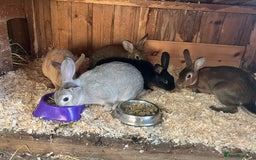 Rex rabbits for sale: Mini Rex and mini Rex cross - Image 3