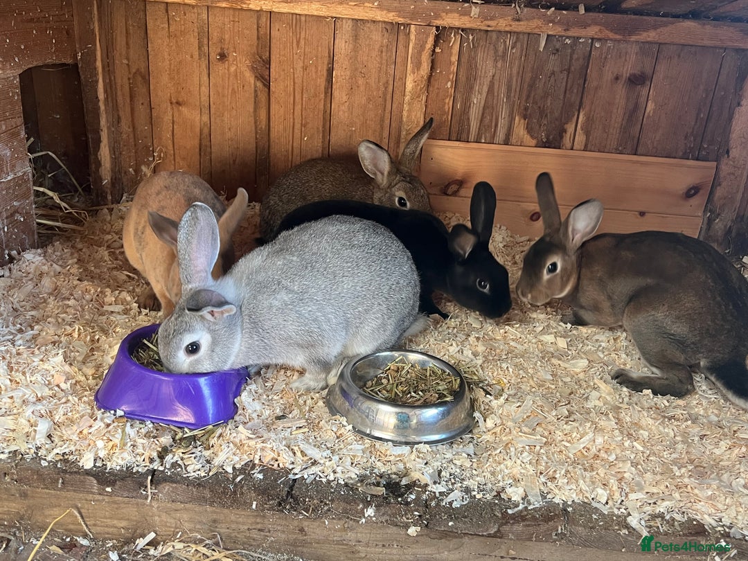 Rex rabbits for sale: Mini Rex and mini Rex cross - Image 3