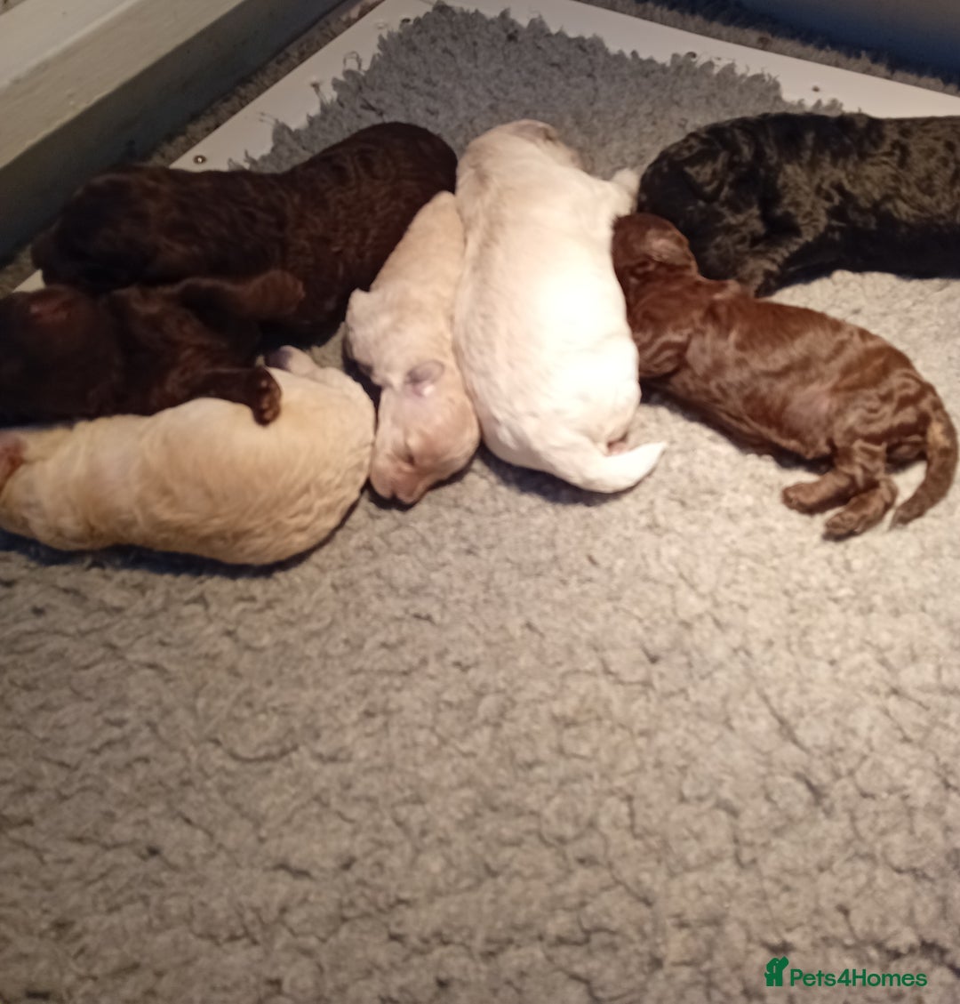 Mini Goldendoodle dogs for sale: Gorgeous Miniature Double Doodle puppies  - Advert 3