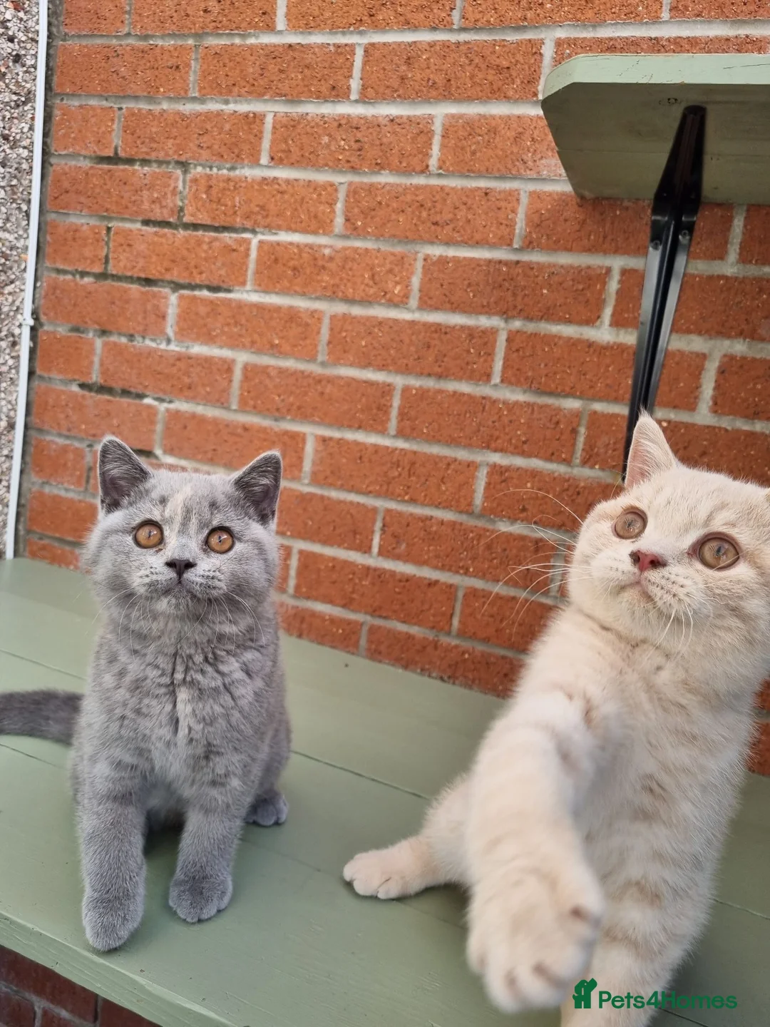 British Shorthair cats for sale: British Shorthair boy and girl.  - Advert 2