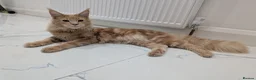 Maine Coon cats for sale: Beautiful Mainecoon cat (comes with everything)  - Advert 1