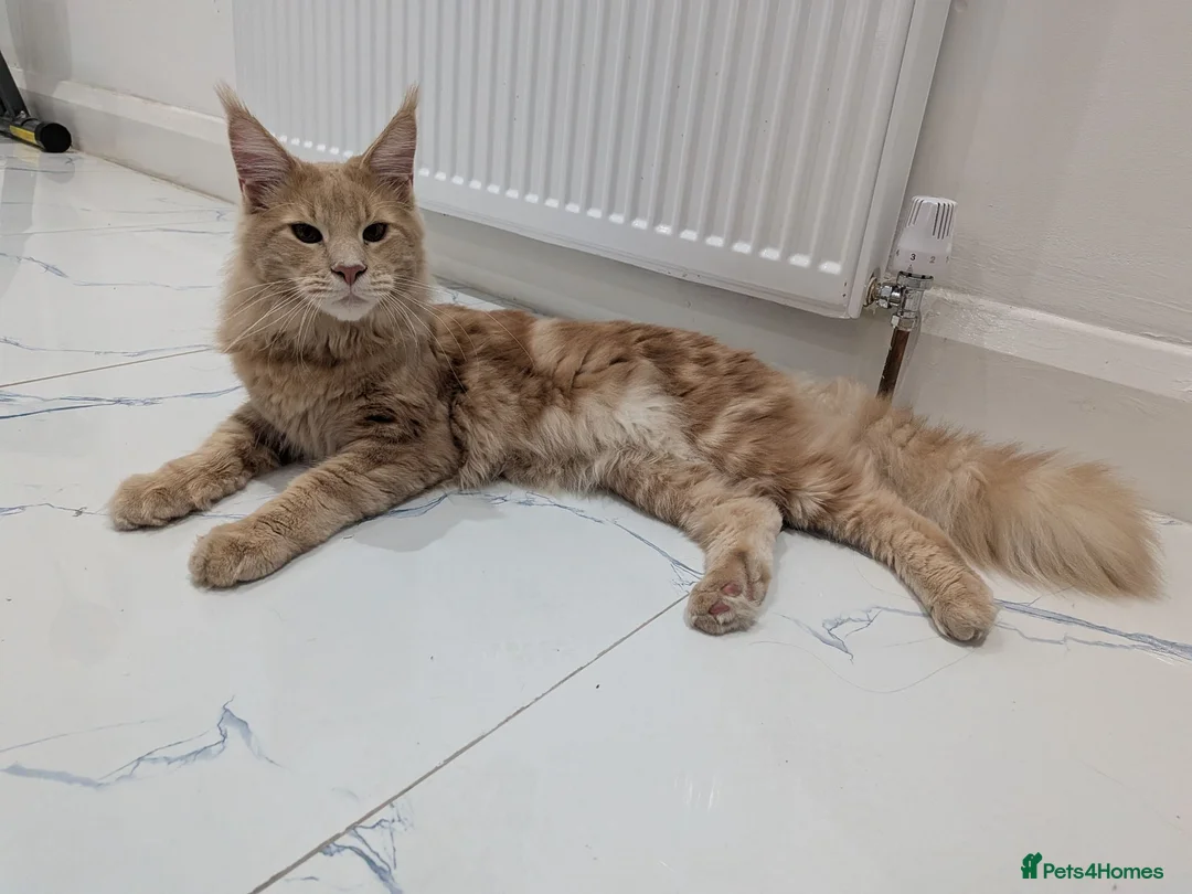 Maine Coon cats for sale: Beautiful Mainecoon cat (comes with everything)  - Advert 1