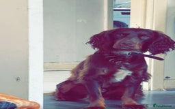 Cocker Spaniel dogs for stud: Buddy  in North Shields - Image 6