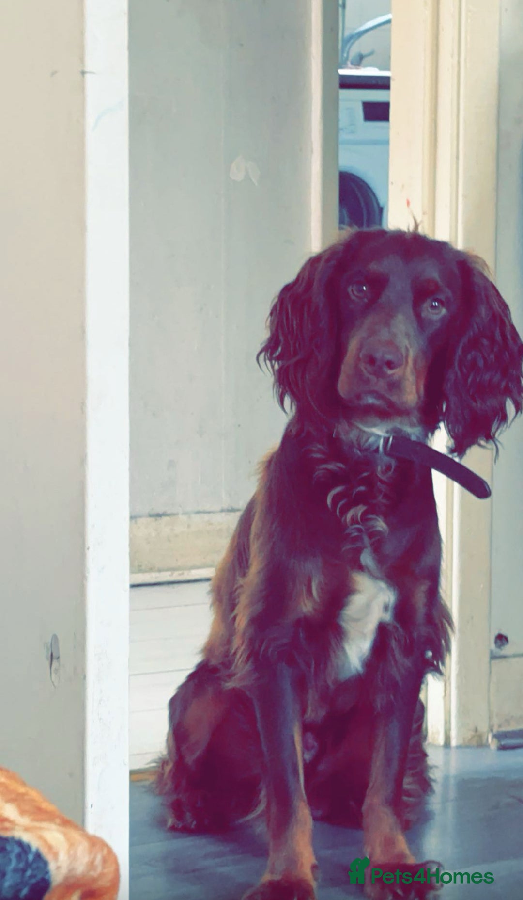 Cocker Spaniel dogs for stud: Buddy  in North Shields - Image 6