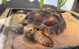Tortoise reptiles for sale: Sulcata Tortoise - Image 2