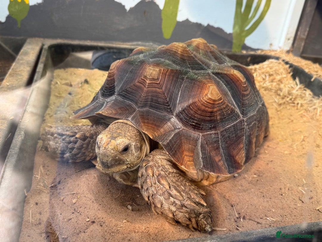Tortoise reptiles for sale: Sulcata Tortoise - Image 2