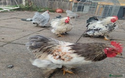 Hens poultry for sale: Chickens for sale - Image 14