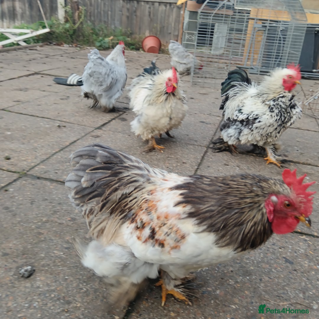 Hens poultry for sale: Chickens for sale - Image 14