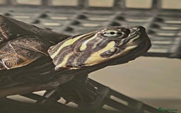 Turtle reptiles for sale: Mississippi Map Turtles - Image 4
