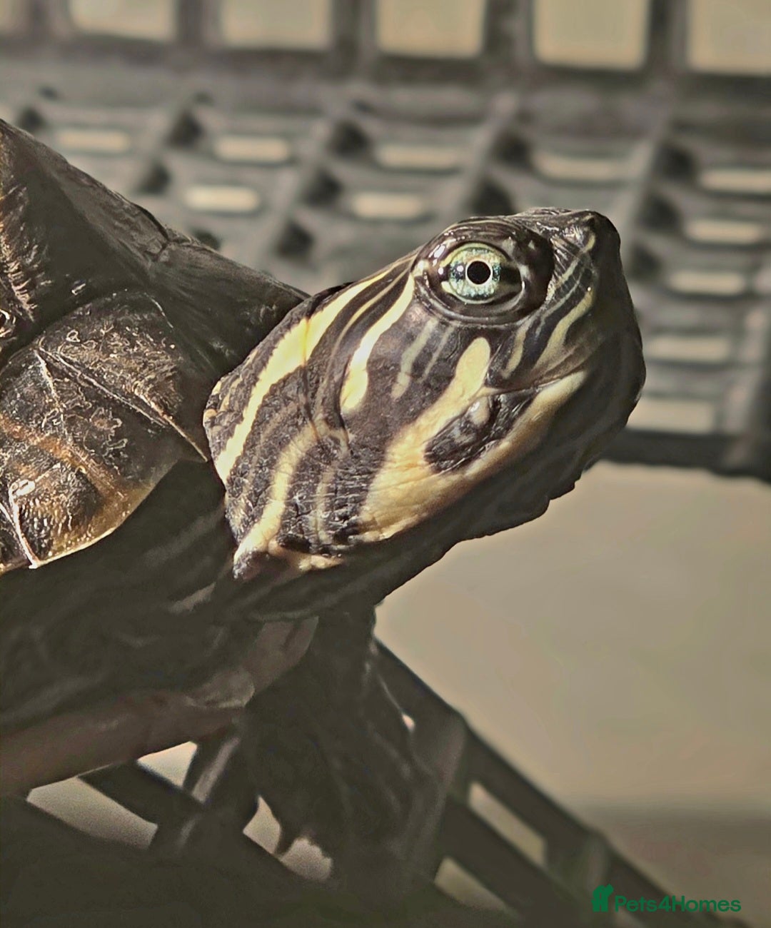 Turtle reptiles for sale: Mississippi Map Turtles - Image 4