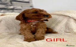 Cockapoo dogs for sale: STUNNING F1 FOX RED COCKERPOO PUPPIES - Image 5