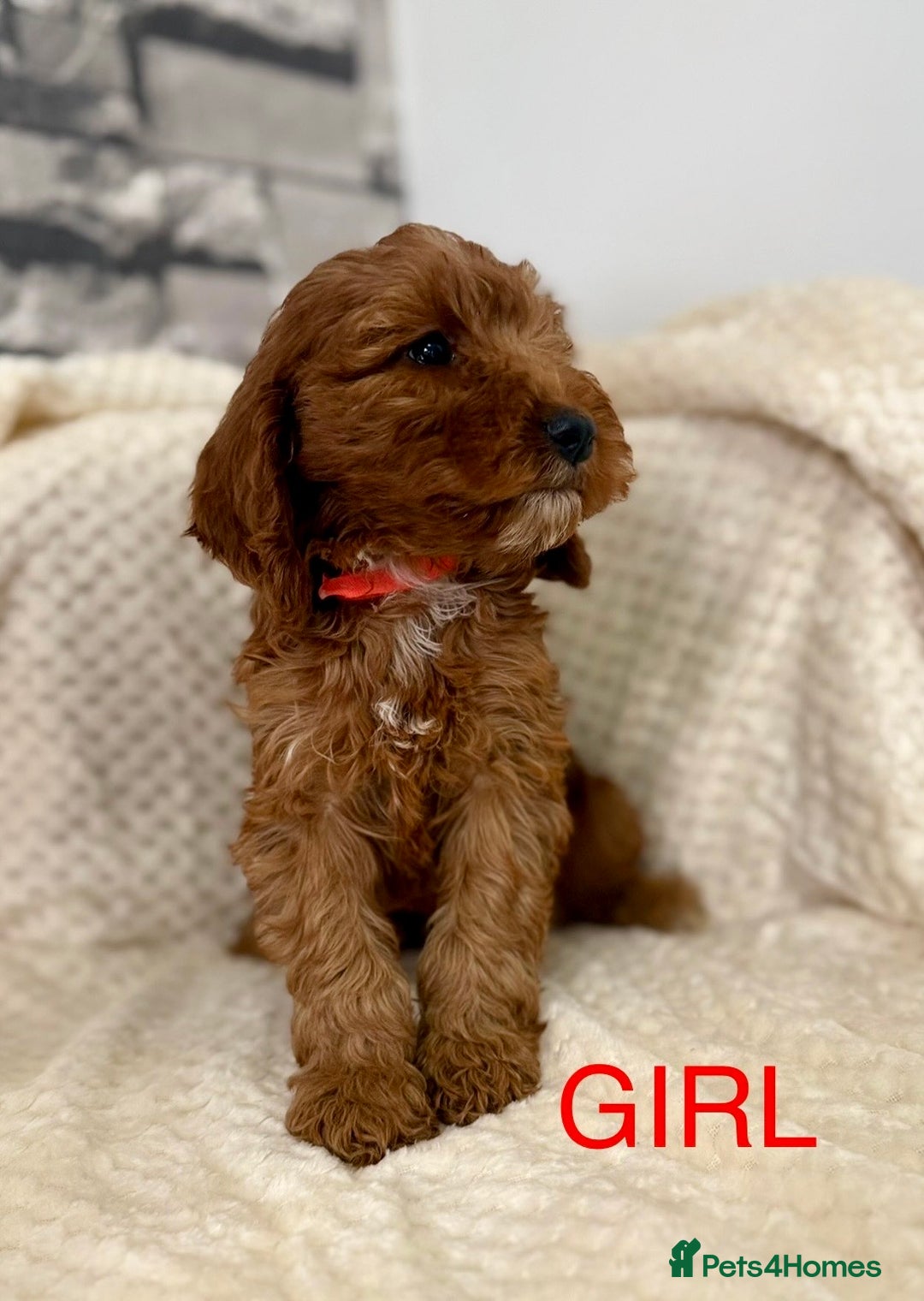 Cockapoo dogs for sale: STUNNING F1 FOX RED COCKERPOO PUPPIES - Image 5
