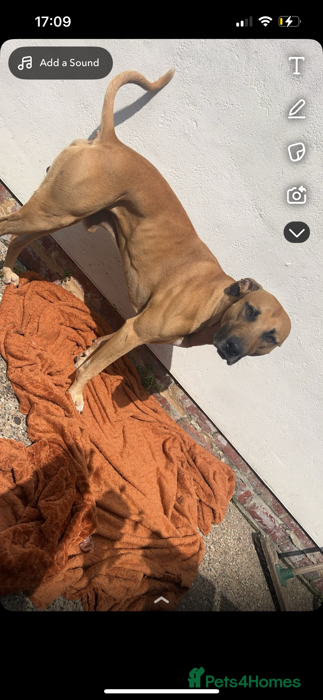 Lurcher dogs for stud: Stud  - Image 2