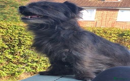 Mixed Breed dogs for sale: Cairn Terrier x Jack Russell Puppies - Image 9