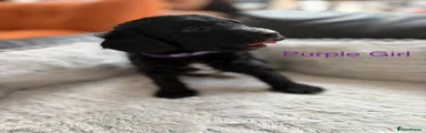 Purple Girl (Juno)