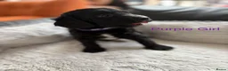 Cockapoo dogs for sale: F2 Cockapoo Puppies - Home Bred - Advert 15