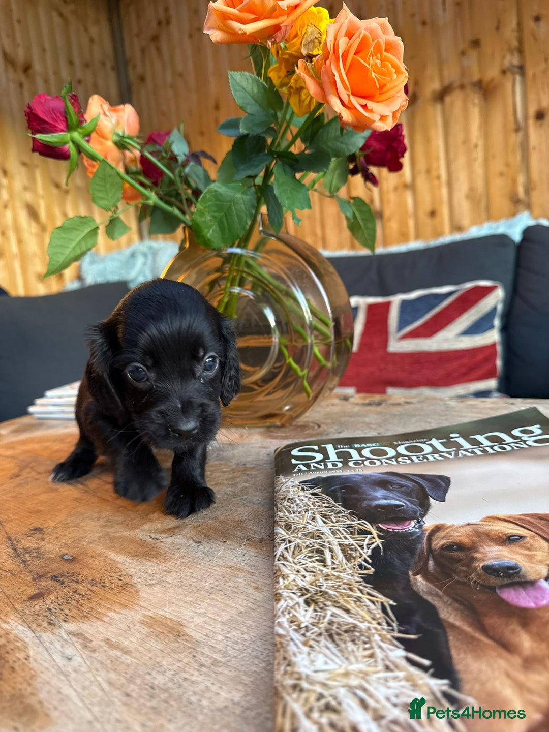 Cocker Spaniel dogs for sale: Kc cocker spaniels  - Image 12
