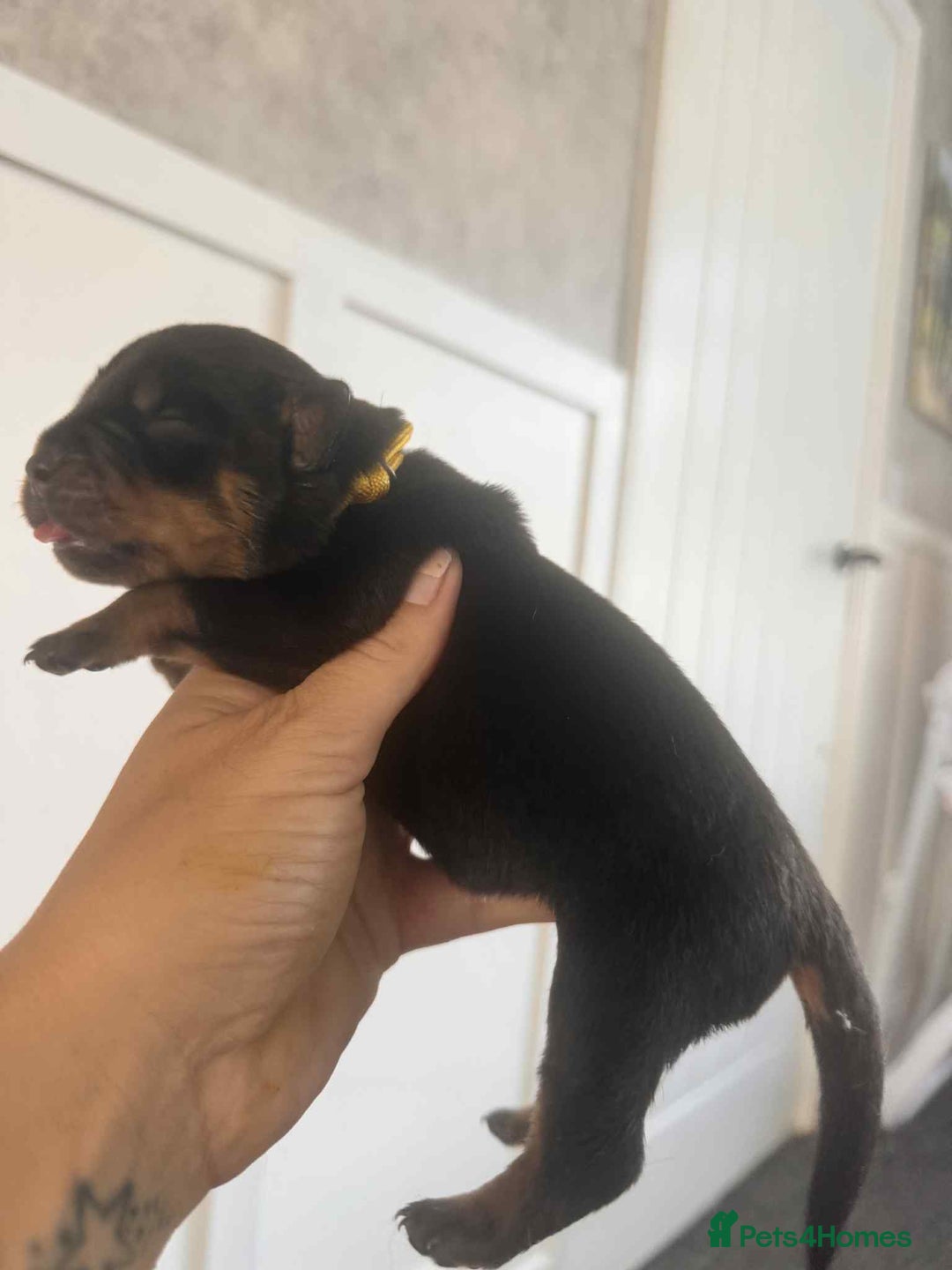 Rottweiler dogs for sale: Rottweiler Puppies - Image 20