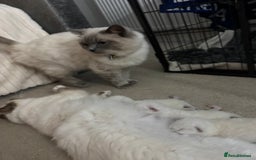 Ragdoll cats for sale: Absolutely Stunning litter of pure Ragdoll kittens - Image 14