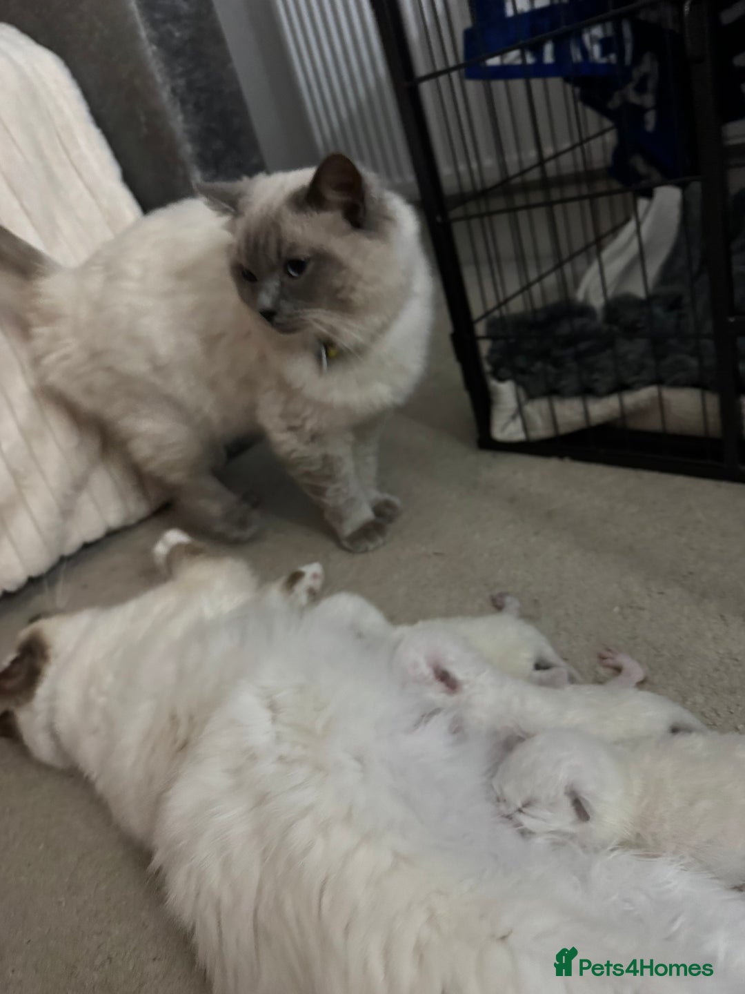 Ragdoll cats for sale: Absolutely Stunning litter of pure Ragdoll kittens - Image 14
