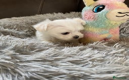 Maltese dogs for sale: Beautiful Maltese Puppies  - Image 6