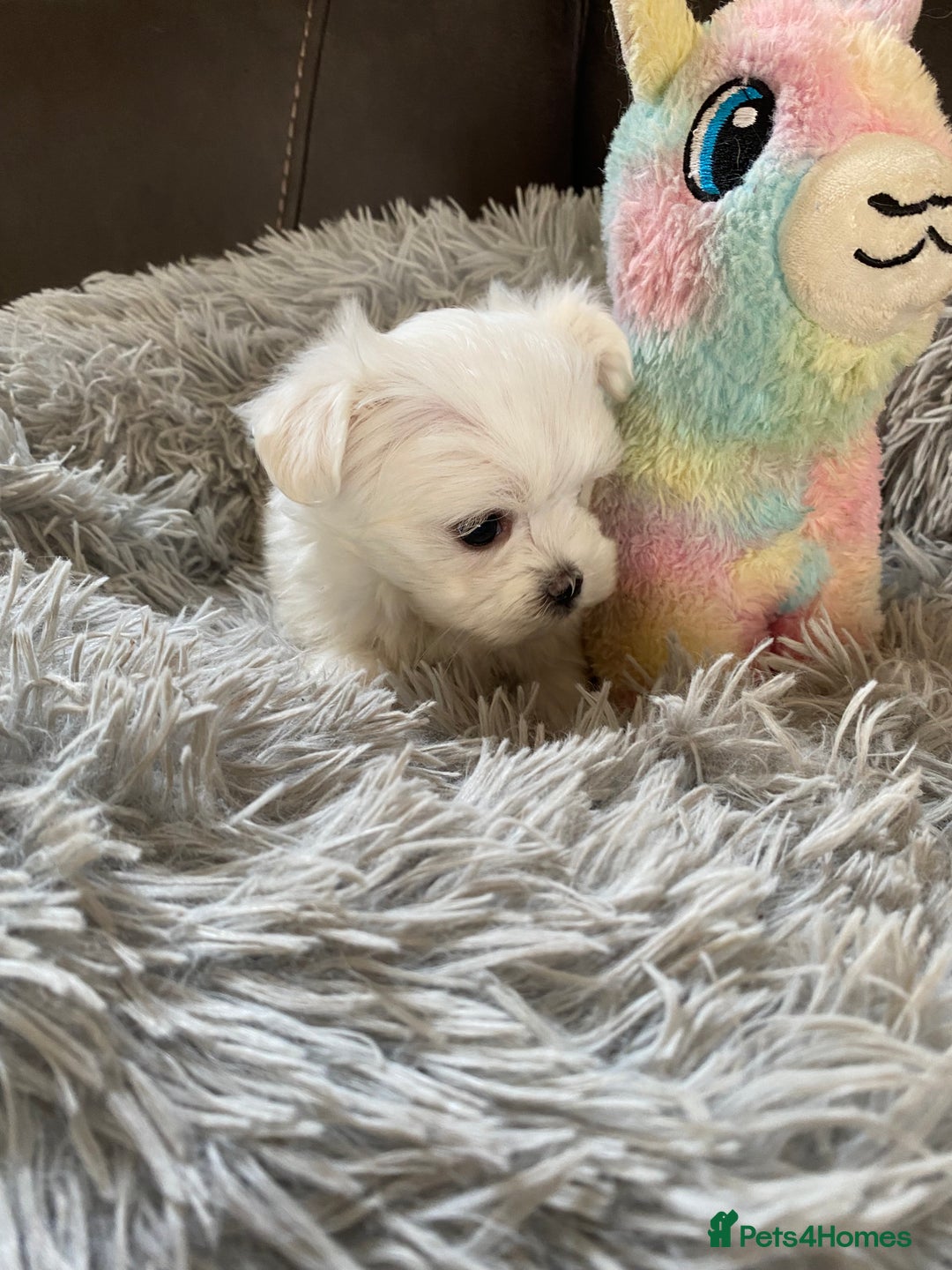 Maltese dogs for sale: Beautiful Maltese Puppies  - Image 6