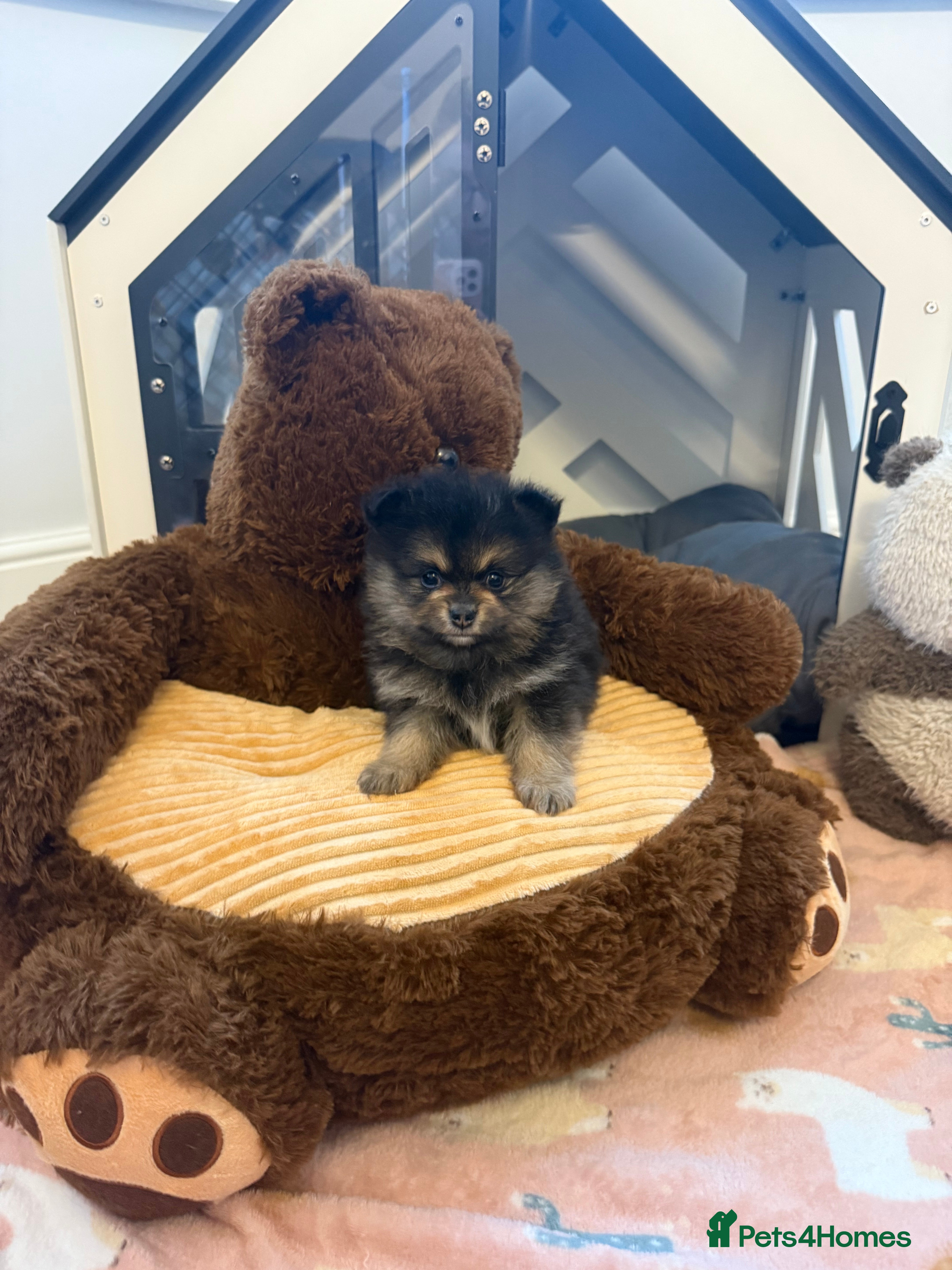 Pomeranian dogs Last Black and tan girl 🖤🧡💖 - Advert 12