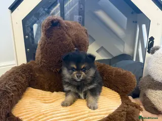 Pomeranian dogs Last Black and tan girl 🖤🧡💖 - Advert 12