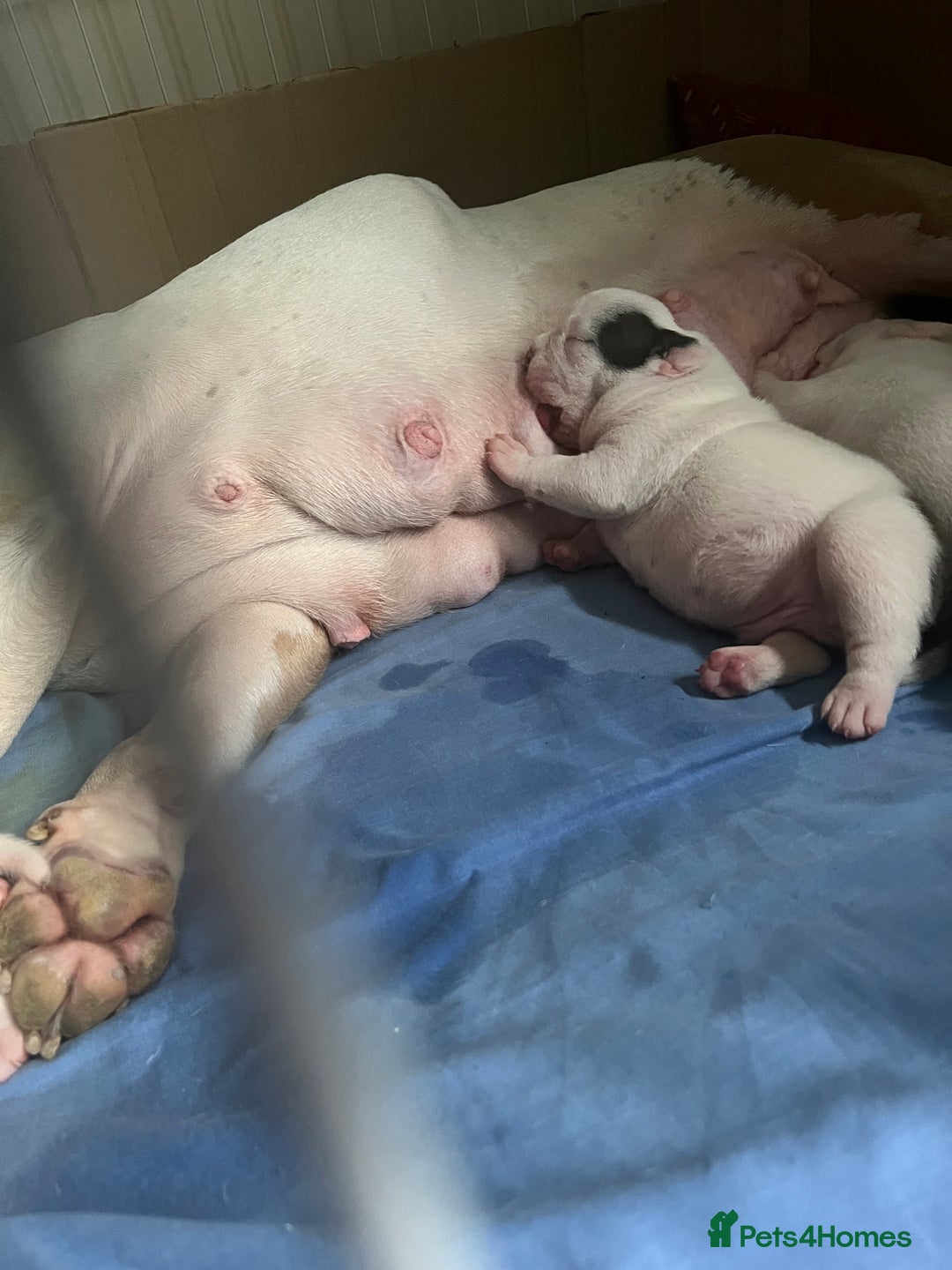 American Bully dogs for sale: American pocket bully  - Advert 8